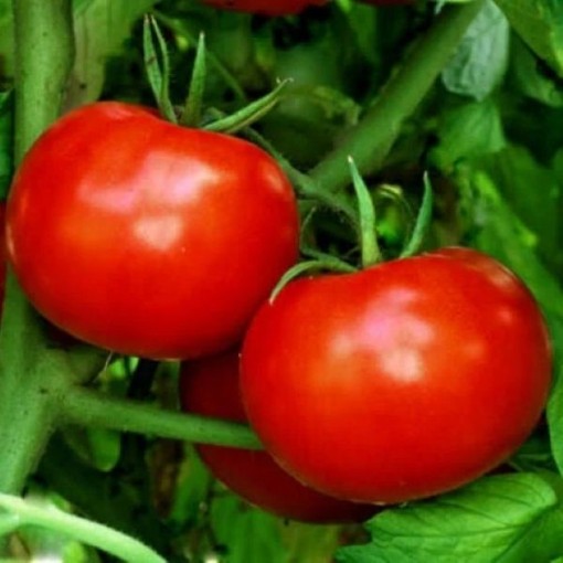 Rutgers Improved Tomato Seeds