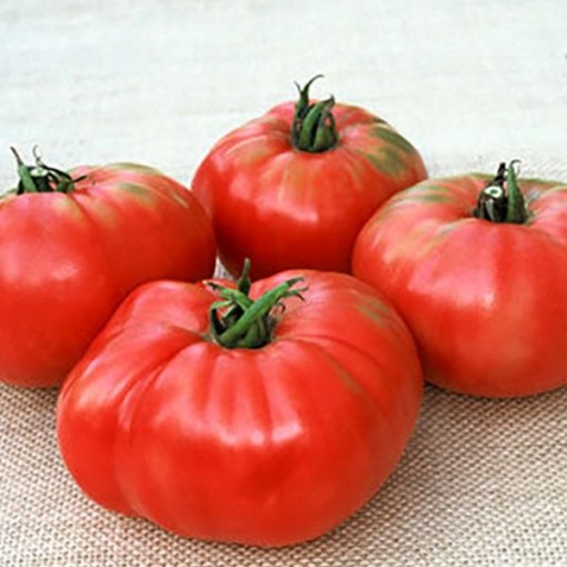 Sandul Moldovan Tomato Seeds