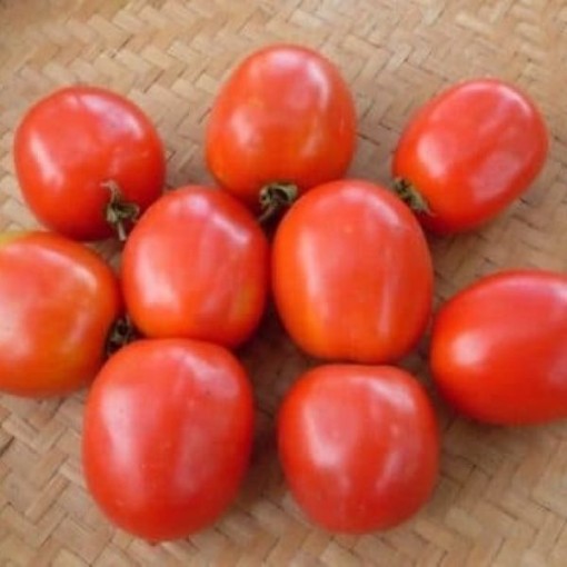 Saucey Tomato Seeds