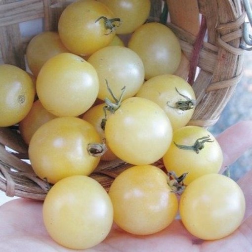 Snow White Tomato Seeds