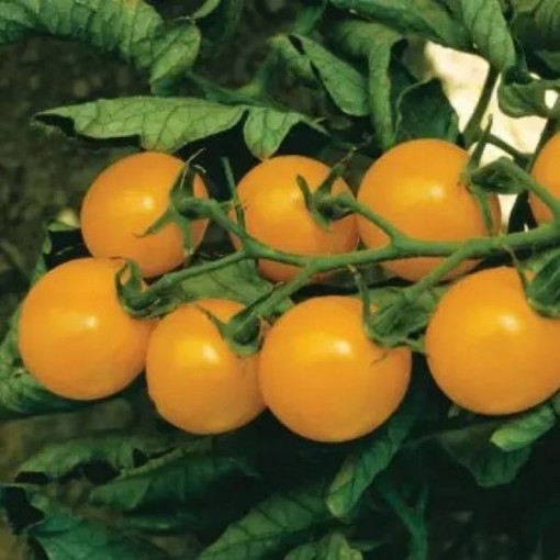 Sweet Golden Tomato Seeds