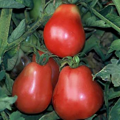 Ukrainian Pear Tomato Seeds