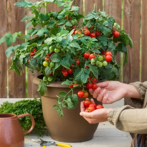 Veranda Red Tomato Seeds