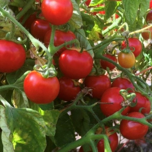 Washington Cherry Tomato Seeds