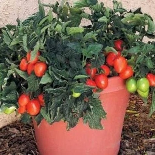 Window Box Roma Tomato Seeds