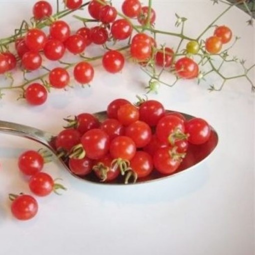 Spoon Tomato Seeds