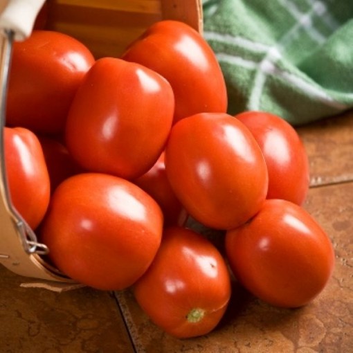 Yaqui Tomato Seeds