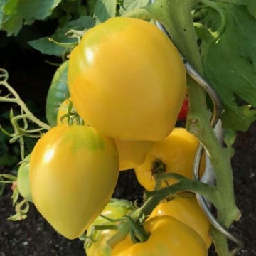 Yellow Oxheart Tomato Seeds