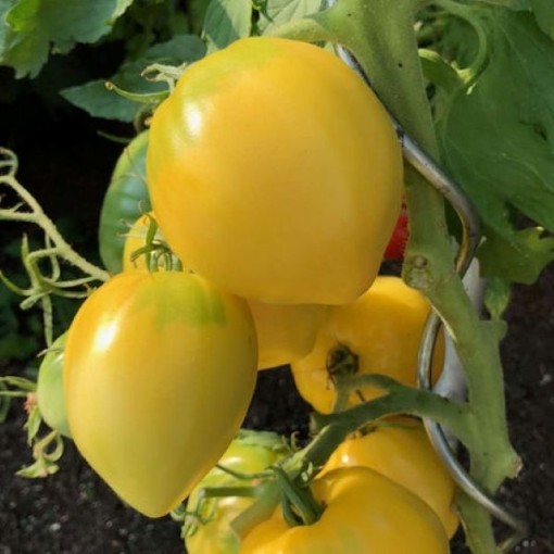 Yellow Oxheart Tomato Seeds