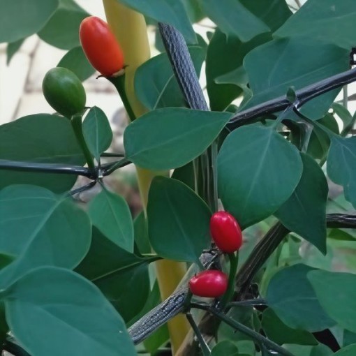 Cobincho Pepper Seeds