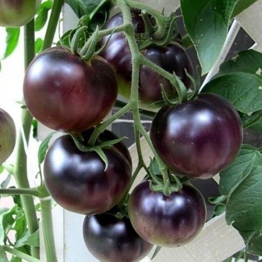 OSU Blue Tomato Seeds