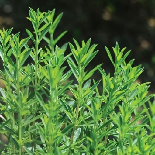 Winter Savory Seeds