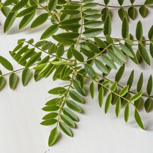 Licorice Seeds