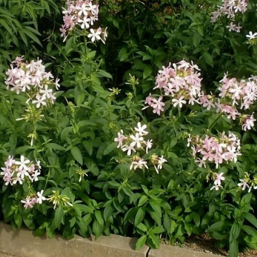 Soapwort Seeds