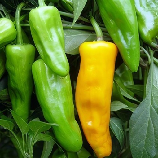 Onza Orange Pepper Seeds