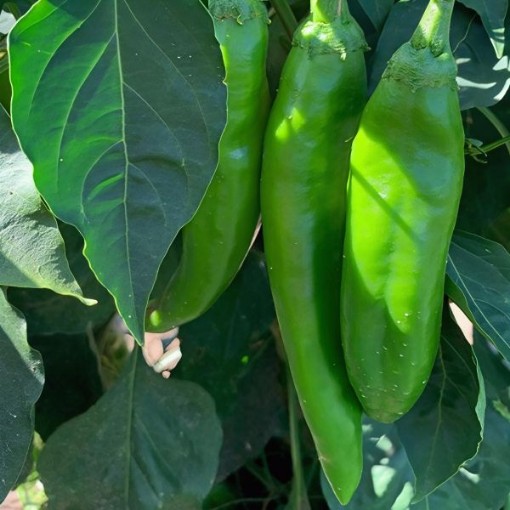 Ortega Pepper Seeds