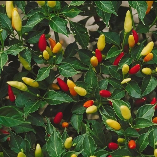 Tabasco Pepper Seeds
