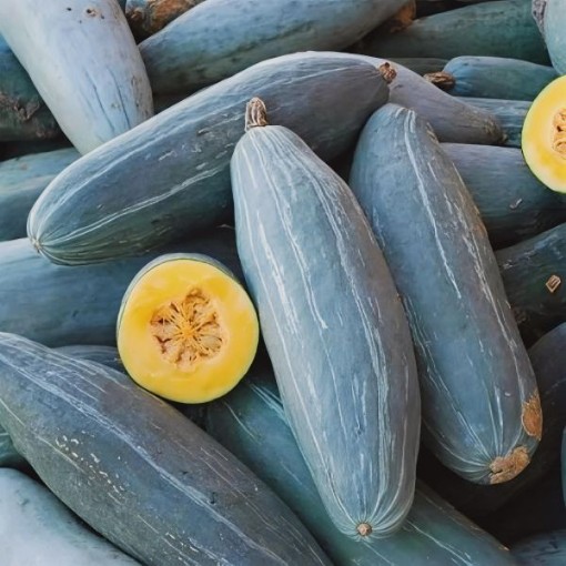 Guatemalan Blue Banana Squash Seeds