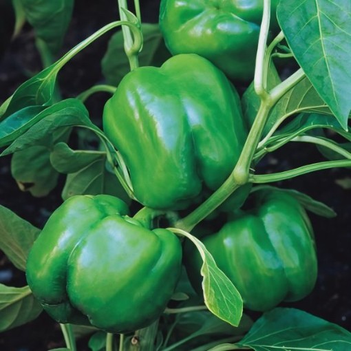 Big Dipper Pepper Seeds