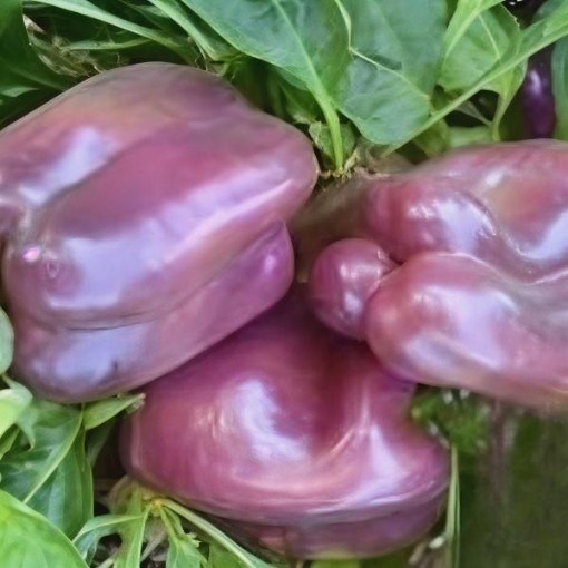 Rose Pepper Seeds