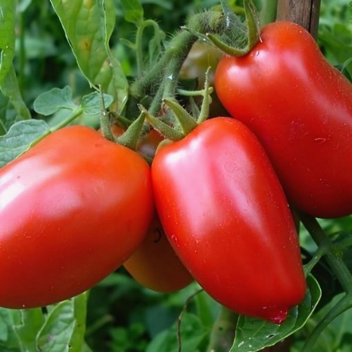 Picture of Super Italian Paste Tomato Seeds
