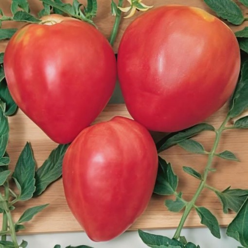 Red Oxheart Tomato Seeds