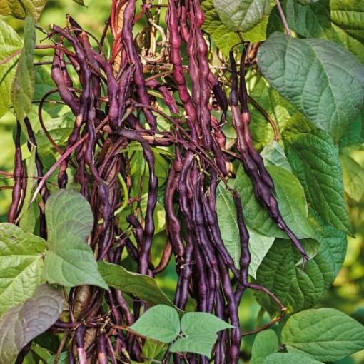 Asparagus Yard Long Black Bean Seeds
