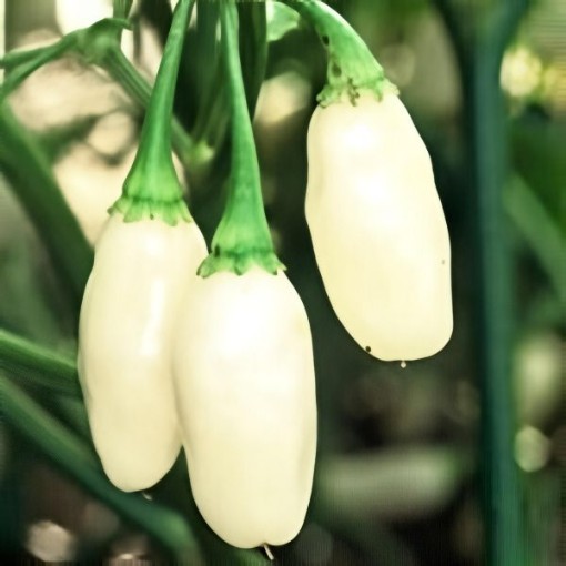 White Habanero Pepper Seeds (Strain 5)