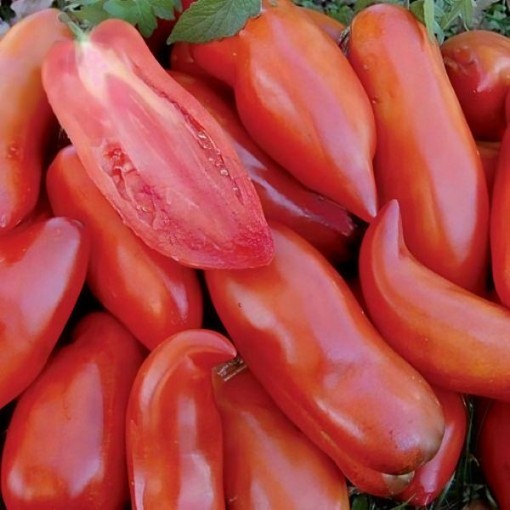 Federle Tomato Seeds