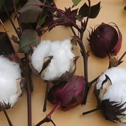Red Foliated White Cotton Seeds