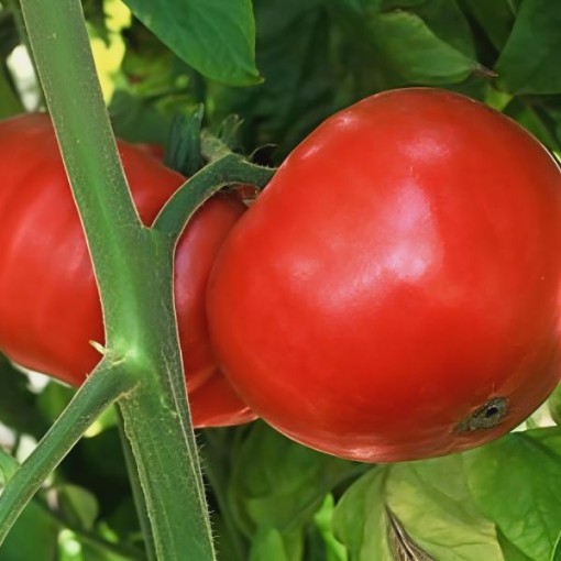 Purple Brandy Tomato Seeds