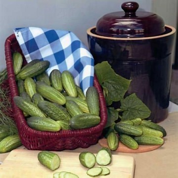 Alibi Cucumber Seeds