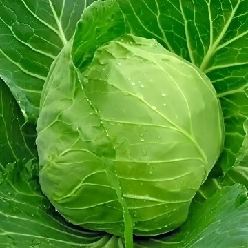 Early Jersey Wakefield Cabbage Seeds