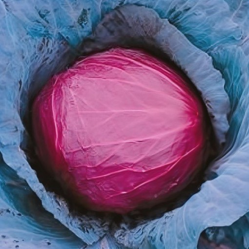 Mammoth Red Rock Cabbage Seeds