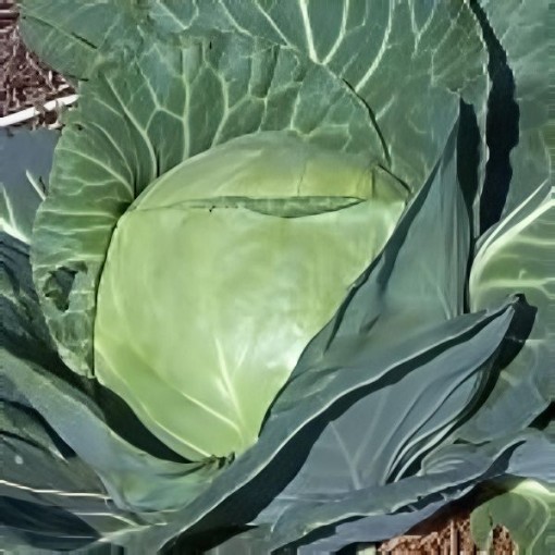 Late Flat Dutch Cabbage Seeds