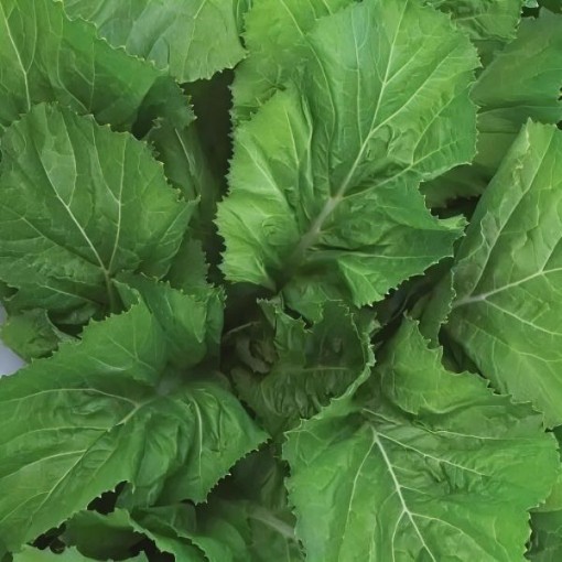 Florida Broad Leaf Mustard Seeds