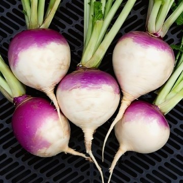 Purple Top White Globe Turnip Seeds