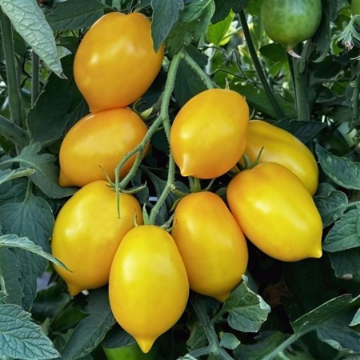 Wonder Light Tomato Seeds
