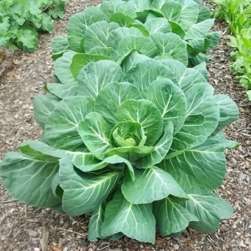 Morris Heading Collards Seeds