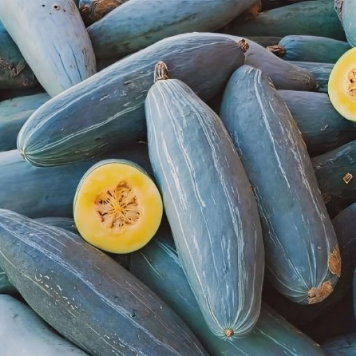 Guatemalan Blue Banana Squash Seeds