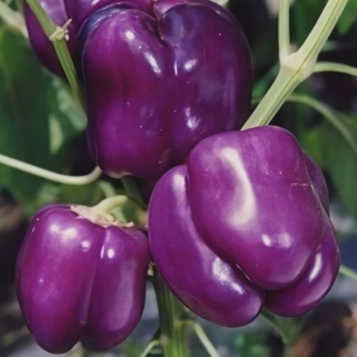 Lilac Pepper Seeds