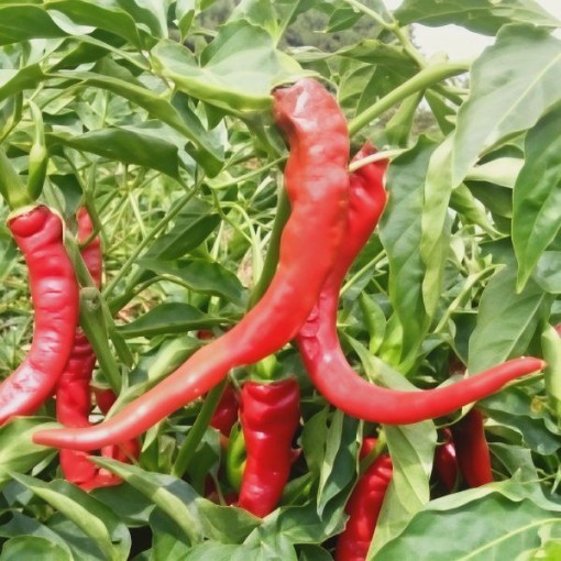 NuMex Las Cruces Cayenne Pepper Seeds