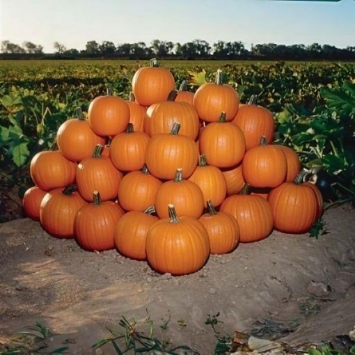 Jack of All Trades Pumpkin Seeds