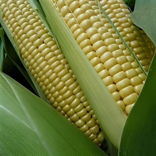 Golden Bantam Corn Seeds