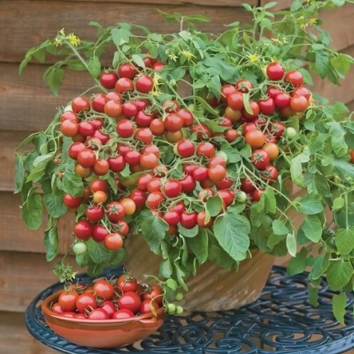 Cherry Falls Tomato Seeds