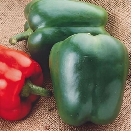 North Star Pepper Seeds