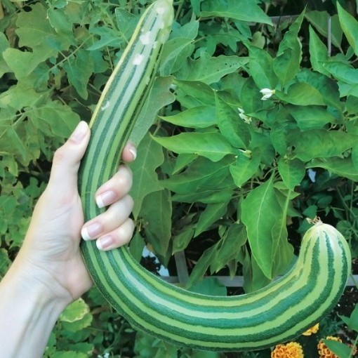Armenian Striped Cucumber Seeds
