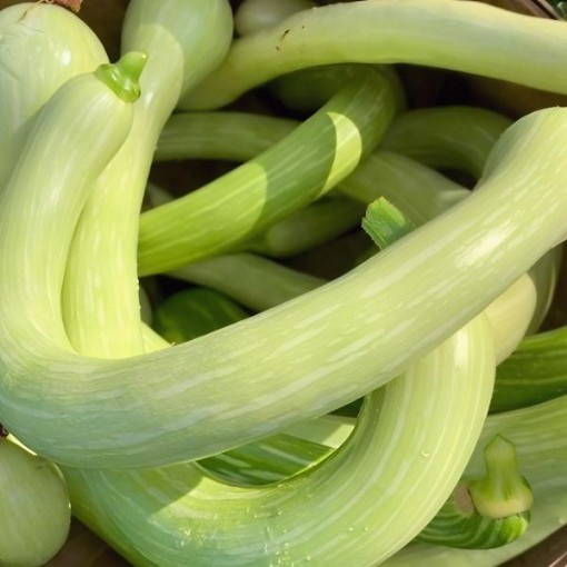 Tromboncino Zucchini Squash Seeds