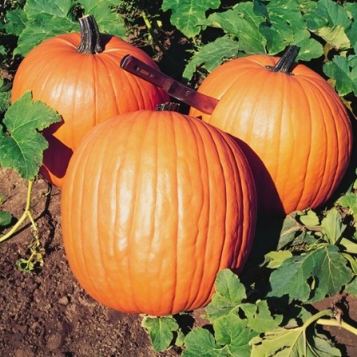 Howden's Field Pumpkin Seeds