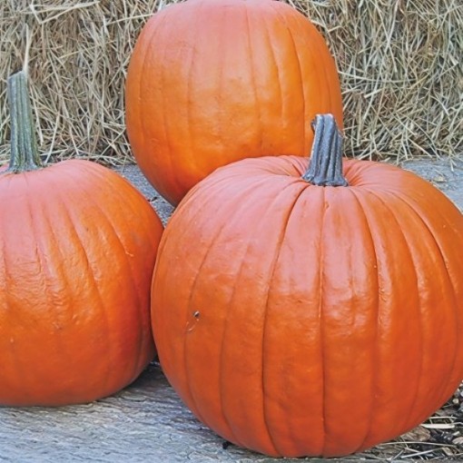 Howden Pumpkin Seeds